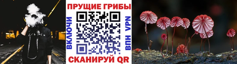 Купить  Прохладный  Галлюциногенные грибы Psilocybe 